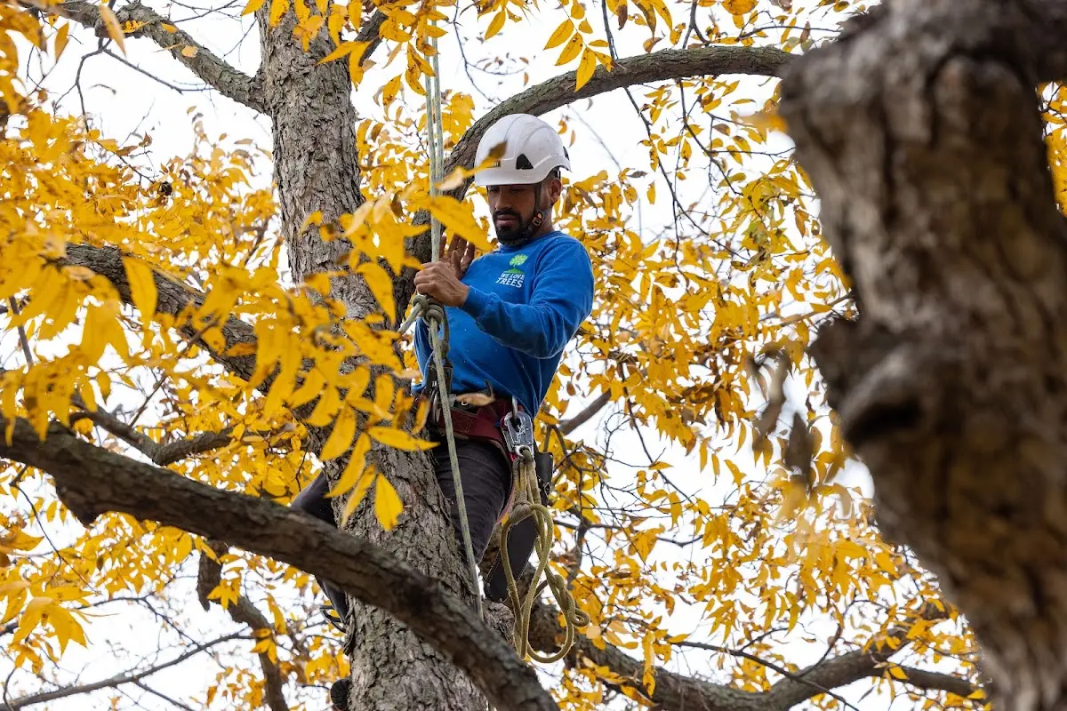 Skilled Tree Planing crew working in Elmer